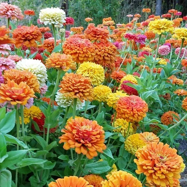 Zinnia Seeds Mix - 100+ Seeds - Jim Bagget's Choice - Zinnia elegans - USA Grown, Flower Garden Seeds