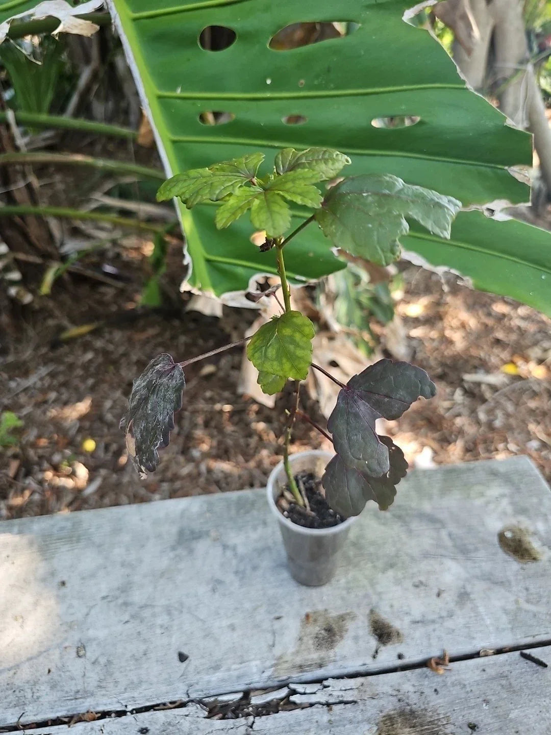 Cranberry Hibiscus Live Plant - Larger Size - Edible Rosella - Hibiscus acetosella - Florida Grown, Dark Burgundy Foliage