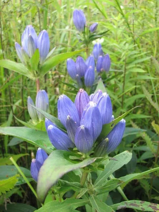 Bottle Gentian Flower Seeds - 100 Seeds - Blue Perennial Wildflower - Gentiana andrewsii - Ideal for Gardens and Pollinators