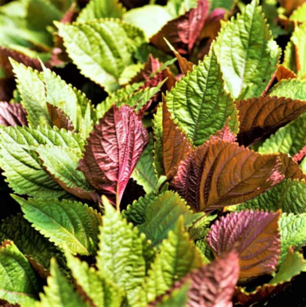 Vietnamese Perilla Seeds | Shiso Herb Seed | Perilla frutescens | Non-GMO Organic | Culinary Garden Planting