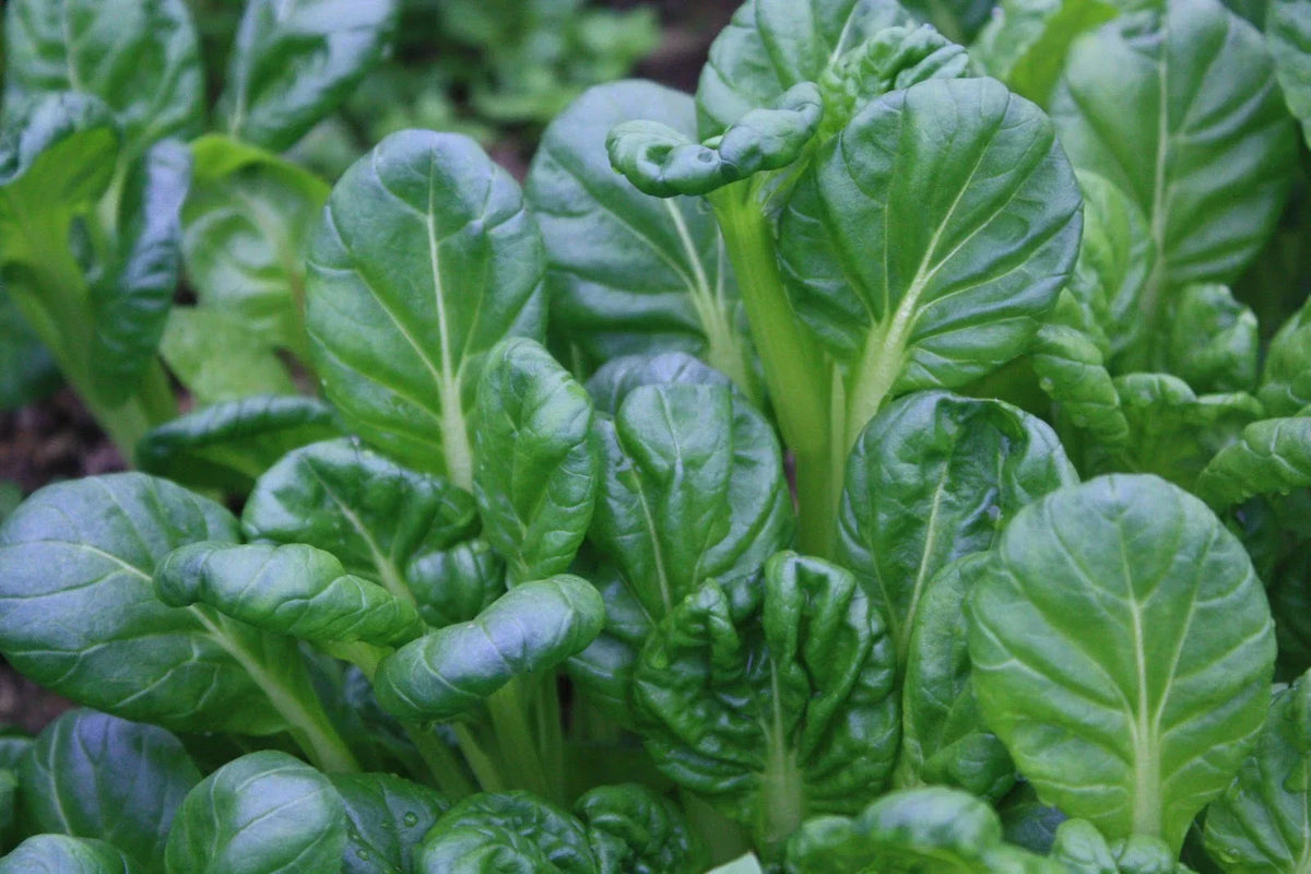 Tatsoi Seeds - 200+ Pack - Chinese Mustard Spinach - Brassica rapa var. narinosa - Non-GMO, Fast-Growing Leafy Greens