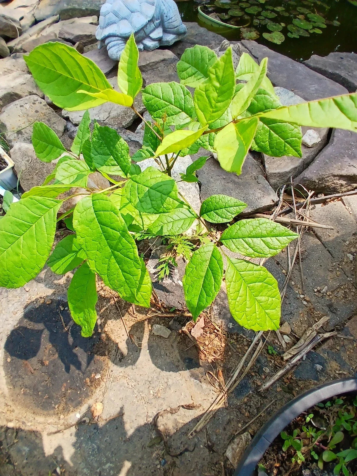 Live American White Ash Tree Plant 1-3 Years Old Well Rooted Native Fraxinus americana 8-40" Tall