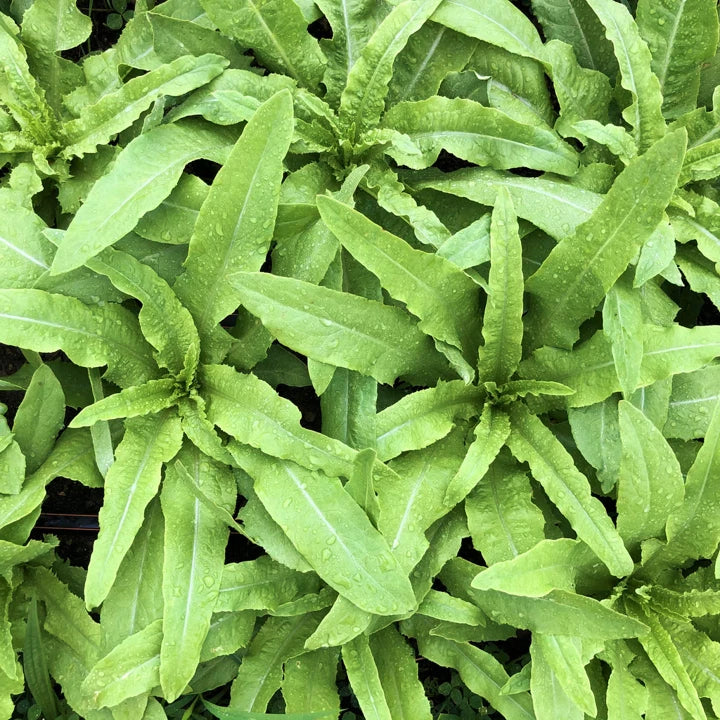 Sword Choy Seeds | 2025 Count | Taiwanese Narrow Leaf Lettuce | Brassica rapa var. taiwanensis | Non-GMO