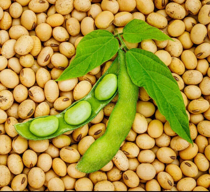 Bulk Soybean Seeds | Non-GMO Vegetable Seeds for Planting | Glycine max | High Germination Rate for Cover Crops