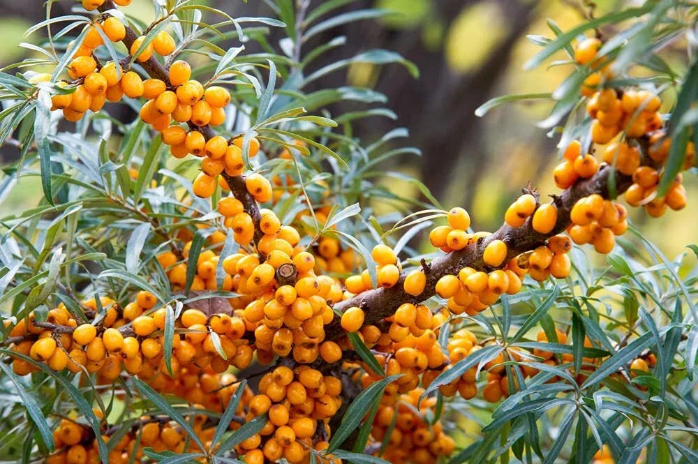 Seaberry Bush Seeds - 100 Pack - Edible Bright Orange Berries - Hippophae rhamnoides - Drought-Tolerant & Low Maintenance