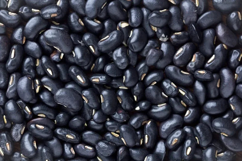 Black Bean Seeds - 30 Pack - Phaseolus vulgaris - Easy to Grow, High Nutritional Value, Ideal for Garden or Containers