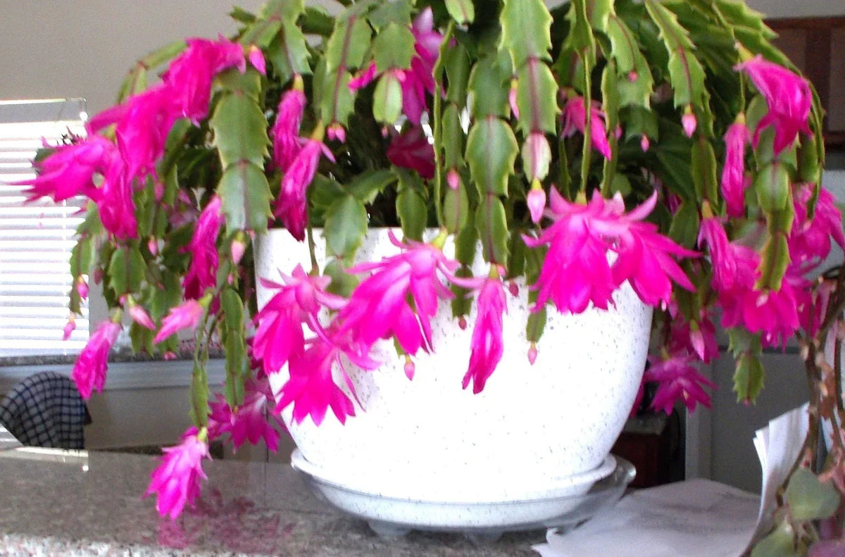 Healthy Pink Christmas Thanksgiving Easter Cactus - 3 Live Plants in 4-Inch Pots - Schlumbergera Succulents for Home Decor