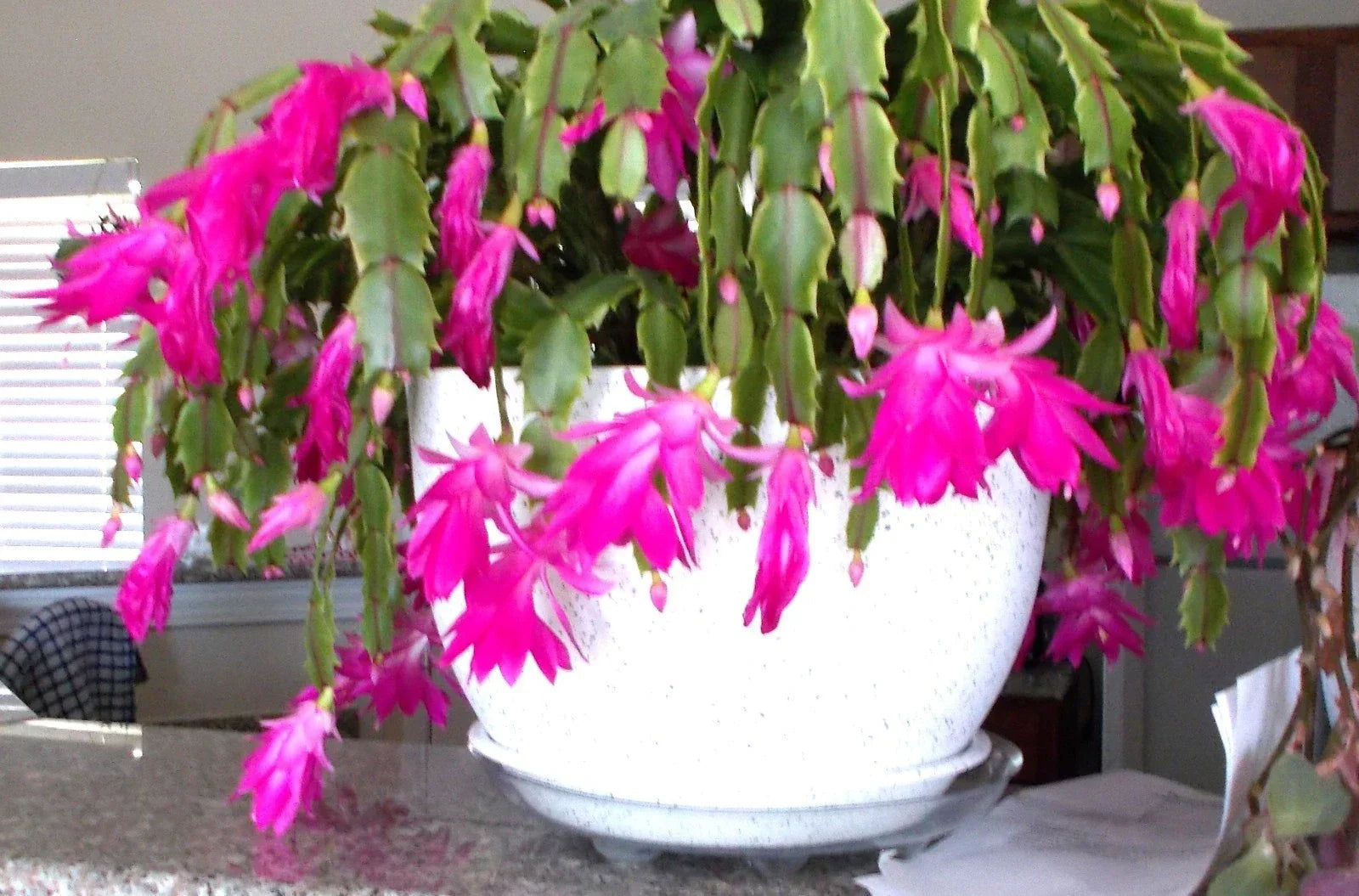 Healthy Pink Christmas Thanksgiving Easter Cactus - 3 Live Plants in 4-Inch Pots - Schlumbergera Succulents for Home Decor