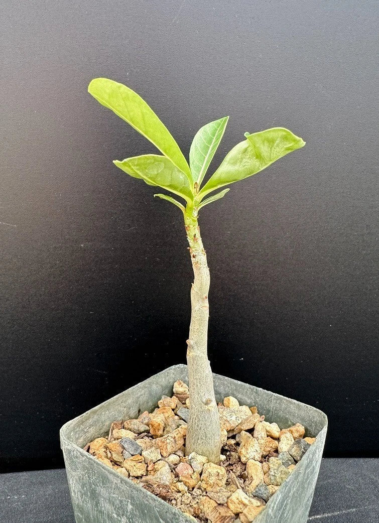 Adenium Hybrid Succulent Plant - 2.5" Pot - Rare Adenium arabicum x A. socotranum - Unique Desert Rose for Collection
