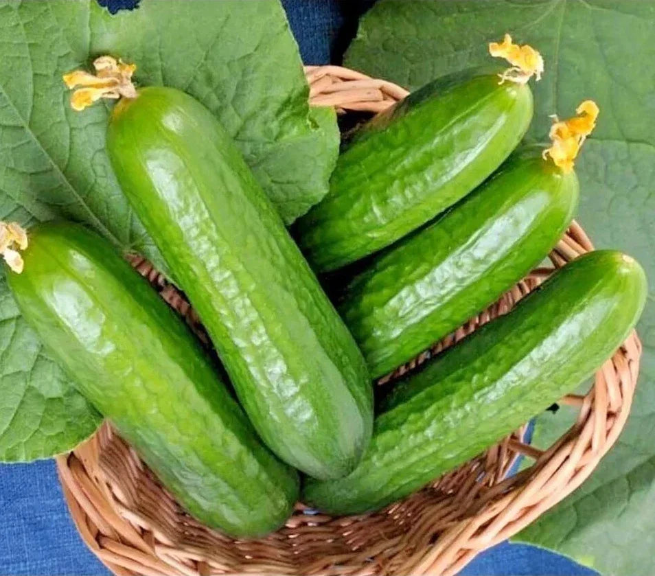 Muncher Cucumber Seeds - 50+ Organic Heirloom Non-GMO - Cucumis sativus - Perfect for Home Gardening, Containers & Raised Beds