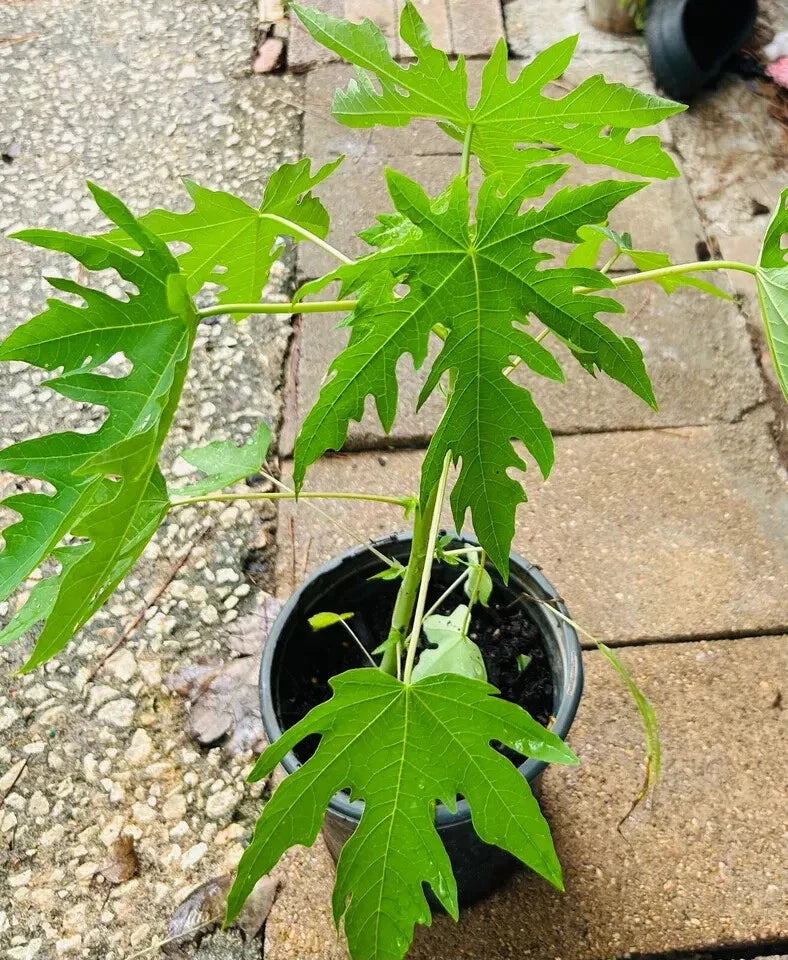 Organic Dwarf Papaya Plants 10" - Solo Hawaiian Variety - Carica papaya (2PCS) - Tropical Live Fruit Trees for Home Gardens