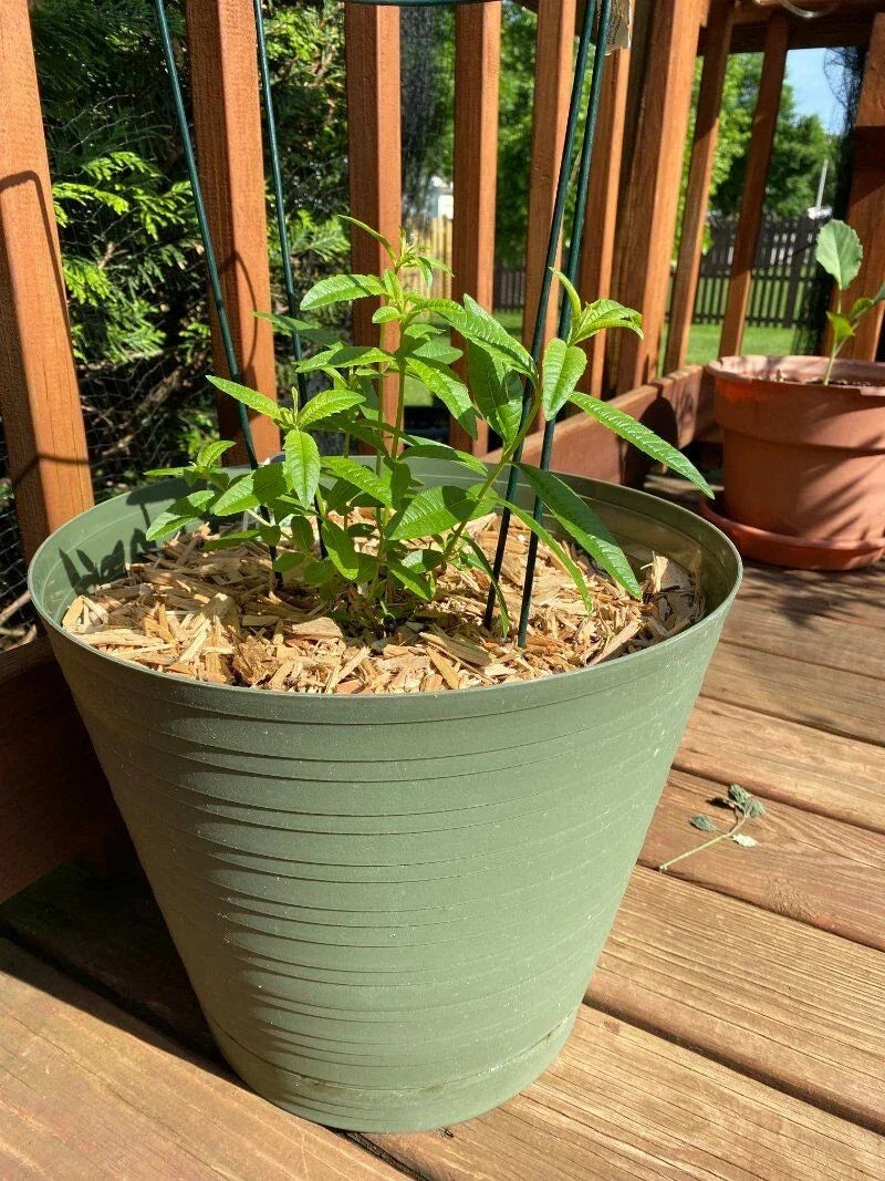 Lemon Verbena Live Plant, Well-Rooted Aloysia Citrodora, Aromatic Herb for Gardens and Containers, Fragrant Culinary Herb