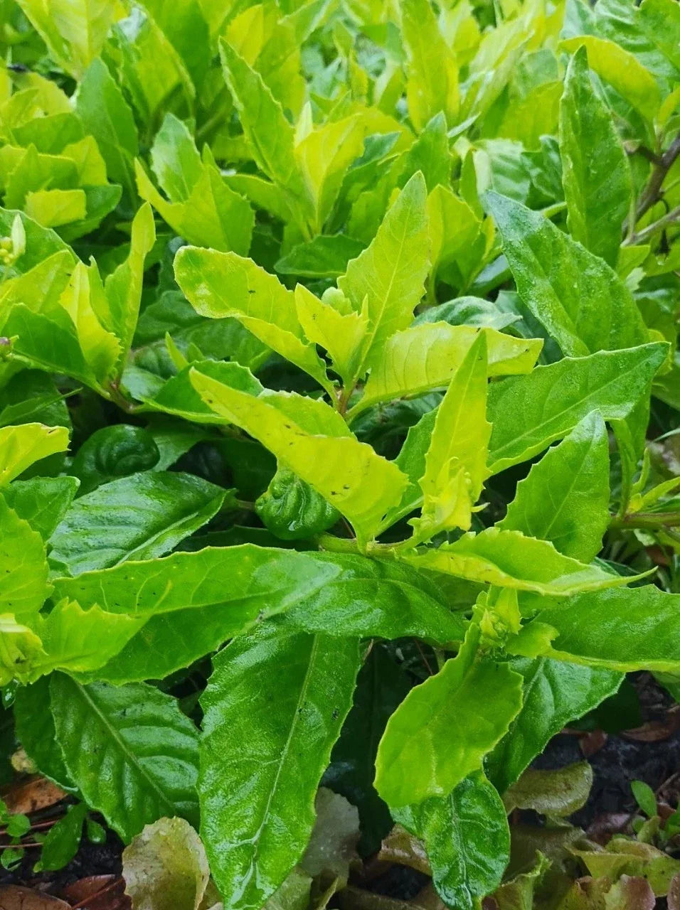Longevity Spinach Cuttings - 2 Gynura Procumbens Plants for Edible Greens, Healthy Cooking, Home Gardening