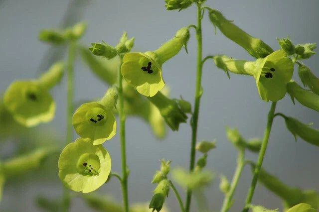 Nicotiana Lime Green Flower Seeds - 200+ Premium Seeds for Hummingbird Attraction (Nicotiana Alata)