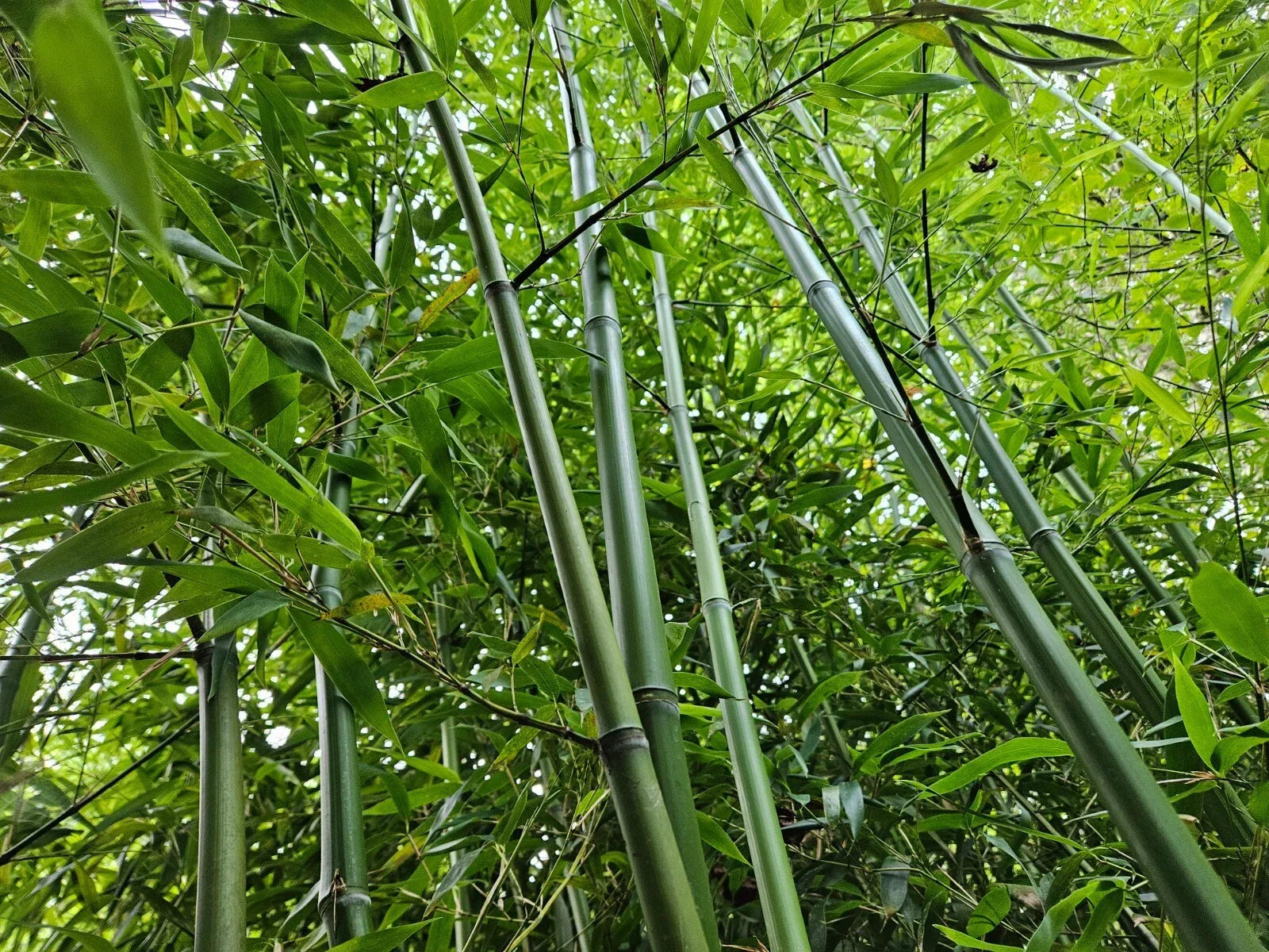 Live Rhizomes - Madake Bamboo - Privacy Screen Plant - Phyllostachys bambusoides - Hardy Garden Bamboo (3 Rhizomes)