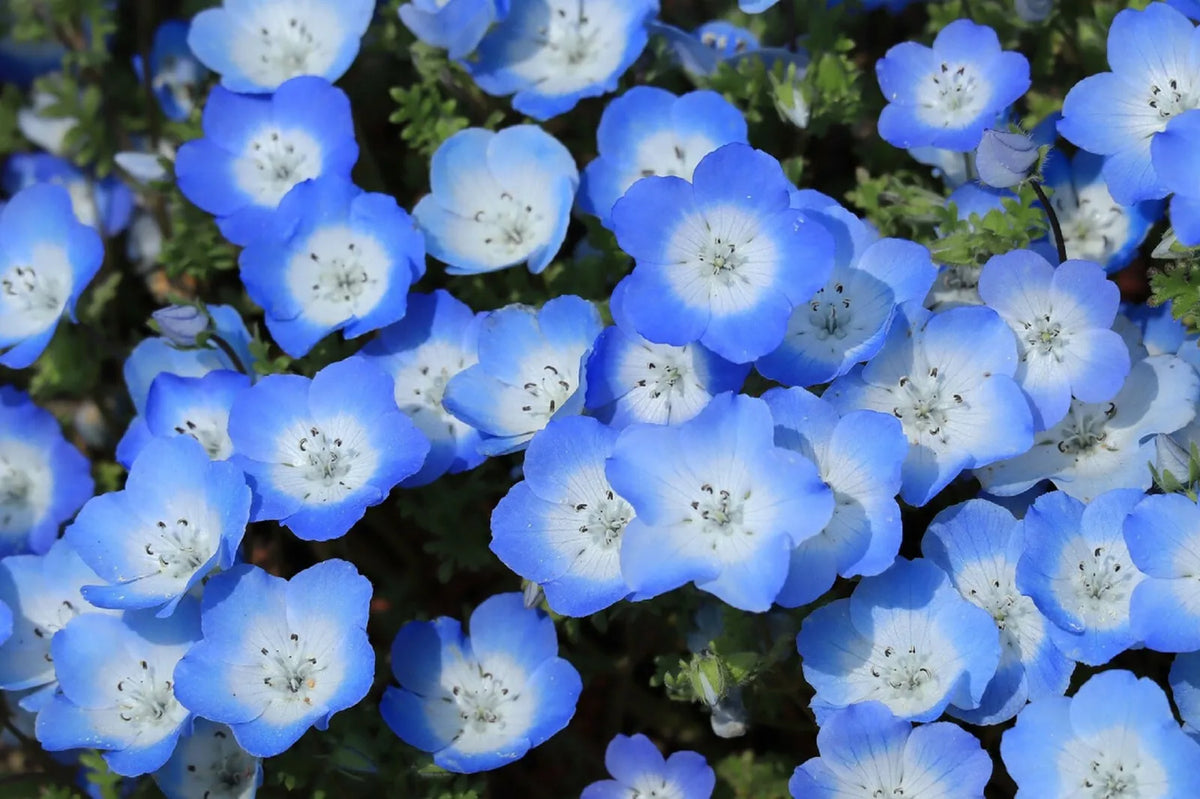Baby Blue Eyes Seeds 250 Pack - Low Ground Cover Flowers, Blue, Nemophila Menziesii