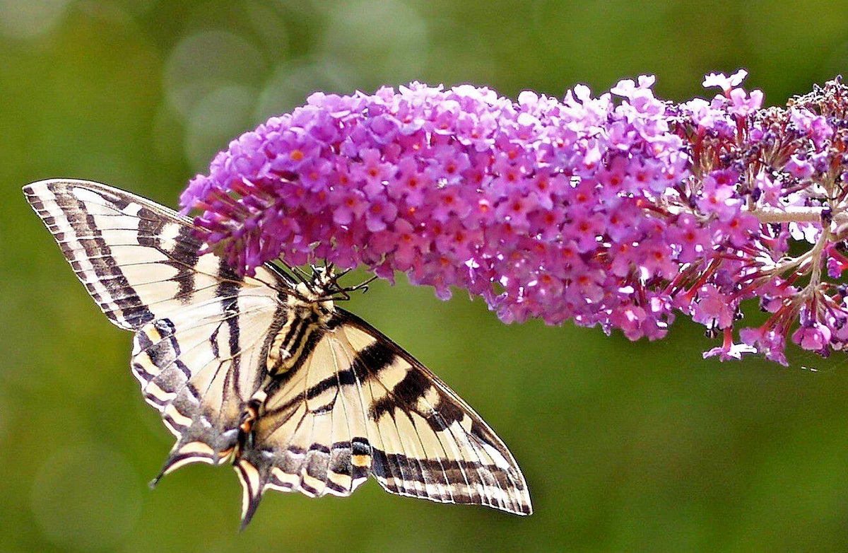 Butterfly Bush Seeds 3000 Count Lavender Buddleja Davidii Bulk Gardening Seeds Attractive Fragrant Pollinator Plants