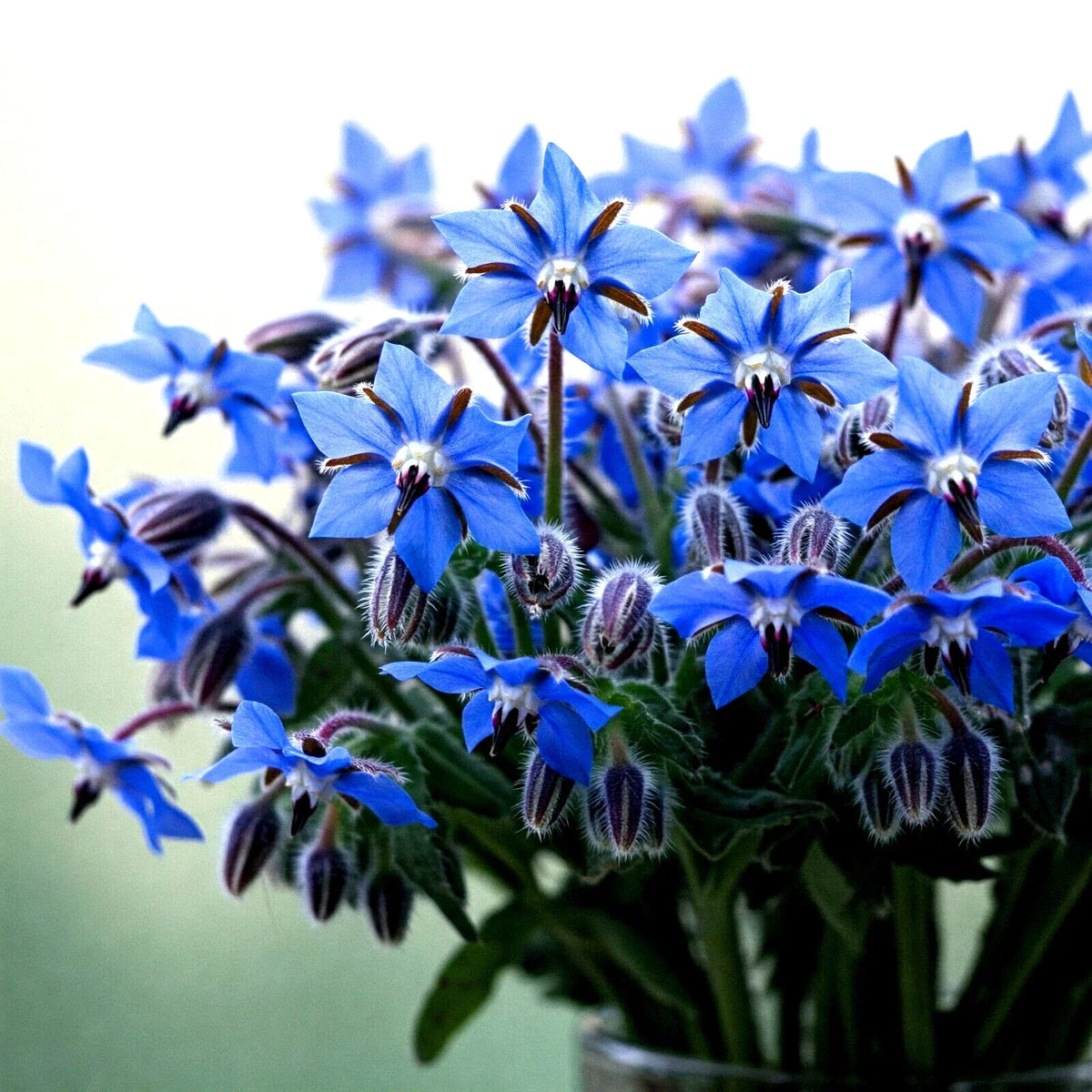 Blue Borage Seeds - 300+ Count - Pest Repellent Herb - Borago officinalis - Attracts Pollinators - Easy to Grow