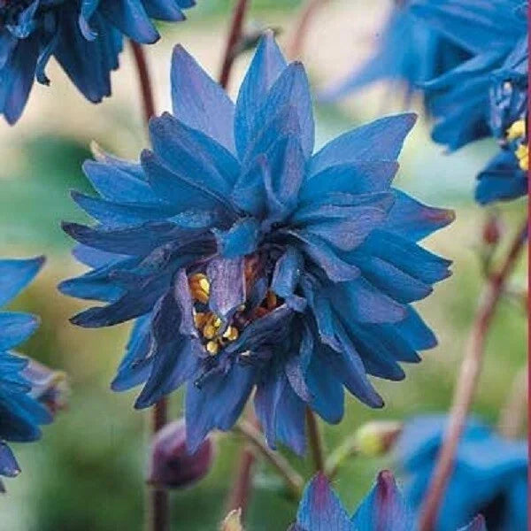 50 Barlow Blue Columbine Seeds | Perennial Flower | Aquilegia caerulea | Attracts Hummingbirds & Butterflies