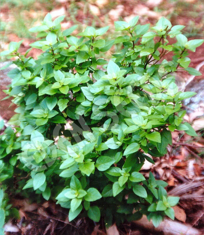 Dwarf Greek Basil Plant - RARE Non-GMO Herb - Ocimum basilicum var. minimum - Compact Culinary Variety for Home Gardens