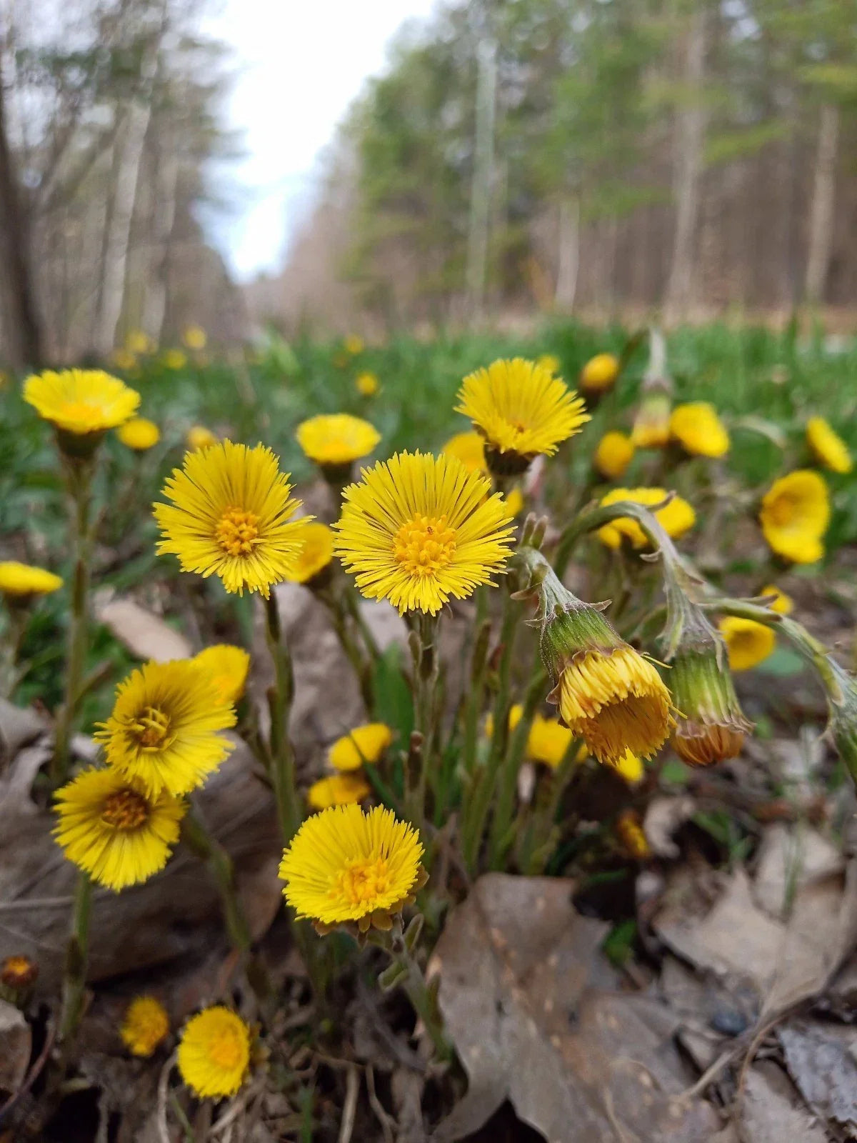 Coltsfoot Plants - 10 Rooted Organic Tussilago Farfara - Medicinal Herb for Natural Remedies with Yellow Flowers