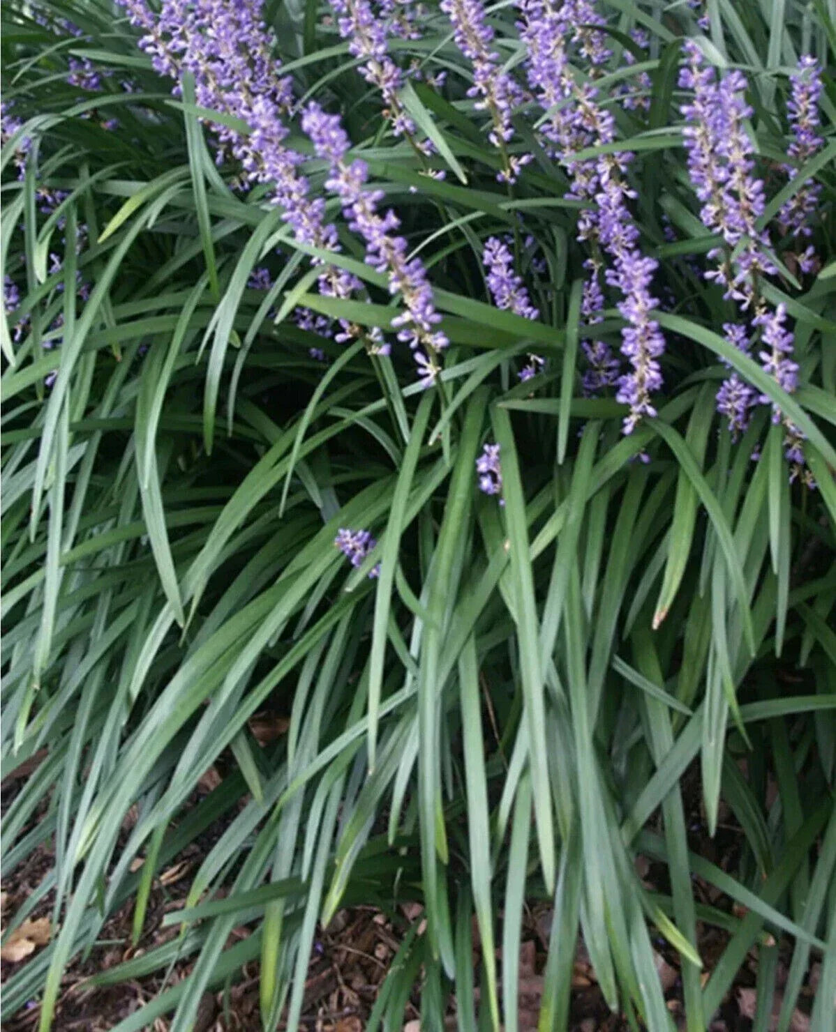 Liriope Starter Plugs 15 Count - Monkey Grass Ground Cover Plants - Liriope muscari - Drought-Resistant Landscape Filler