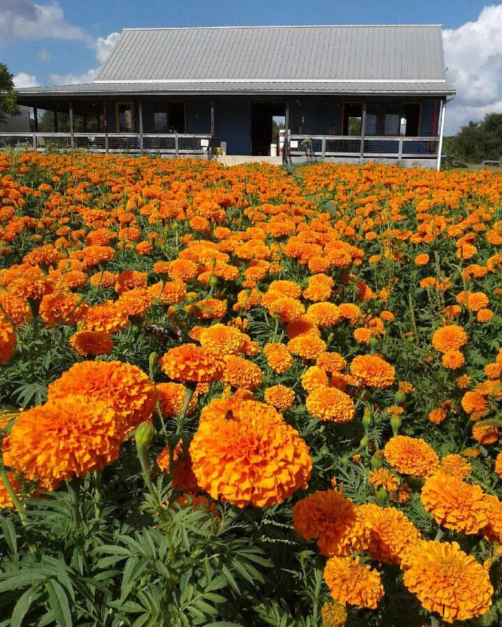 Jedi African Marigold Seeds - 25+ Pack - Tagetes erecta - Vibrant Yellow & Orange - USA Grown, Non-GMO, Easy to Grow