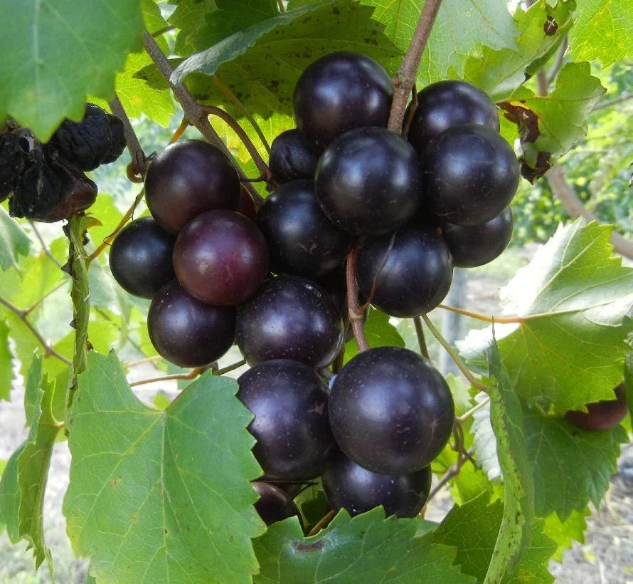 Muscadine Grape Vine Cuttings - 8 Unrooted Cuttings Vitis rotundifolia - Cold Hardy, Sweet Grapes for Zones 5-11