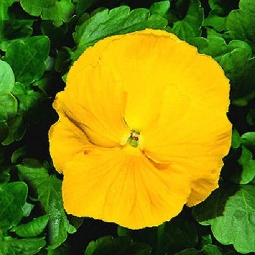 Giant Clear Yellow Pansy Seeds 50 Pack - Viola tricolor var. hortensis - Vibrant Flower Seeds for Garden & Containers
