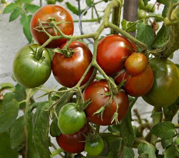 Black Prince Tomato Seeds - 100 Organic Heirloom Seeds - Non-GMO Solanum lycopersicum for Home Gardening