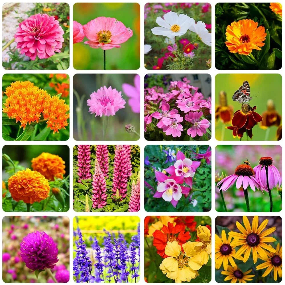 Bulk Wildflower Seeds Packet - 10,000+ Eco-Friendly Native Wildflowers - Various Species, Attracts Pollinators