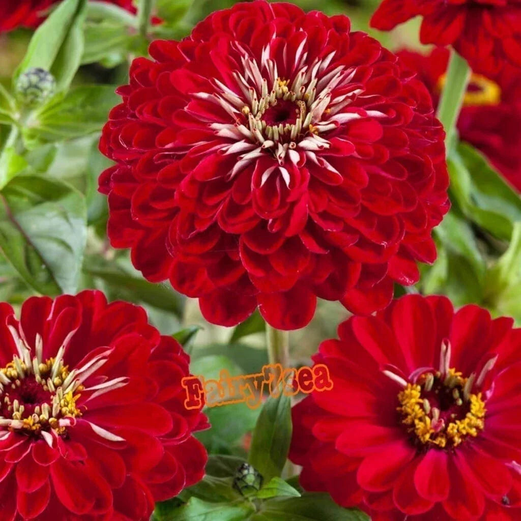 Zinnia Seeds Packet - Dahlia Flowered Meteor Red - Zinnia elegans - Vibrant Annual Flower Seeds for Garden & Containers