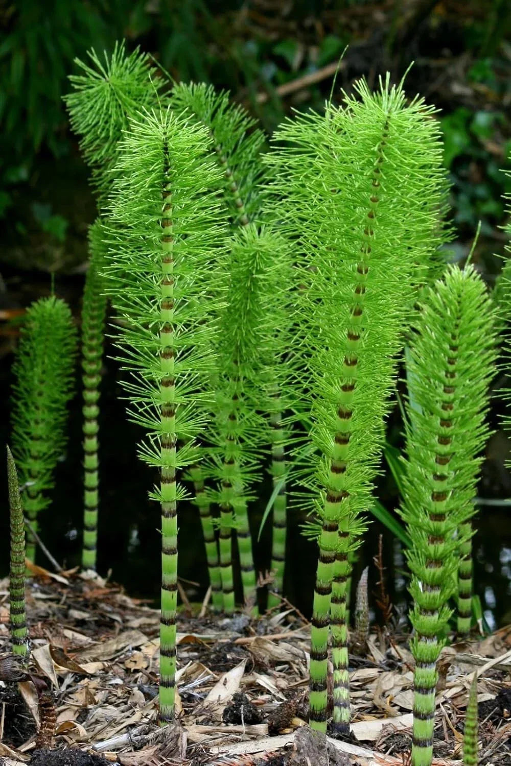 Horsetail Plant Cuttings - Equisetum - Aquatic Decor for Koi Pond - Natural Water Garden Feature