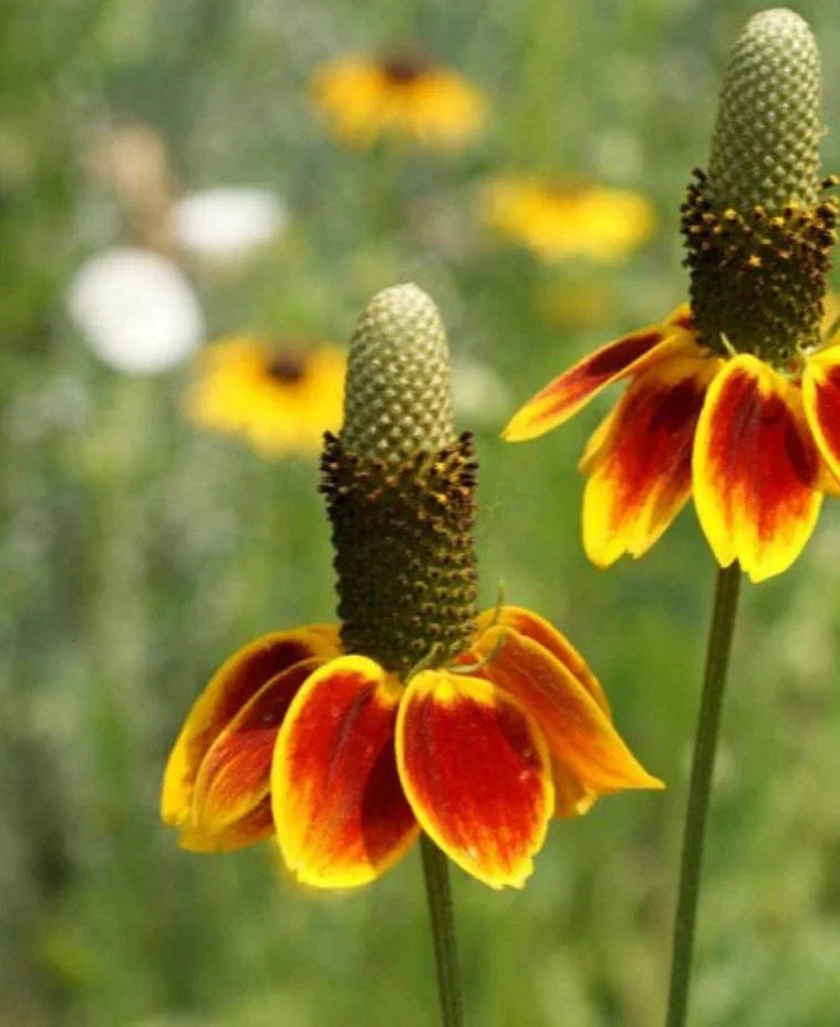 Mexican Hat Flower Seeds - 1000 Count - Drought Tolerant, Deer Resistant - Ratibida columnifera - Native Wildflower Seeds