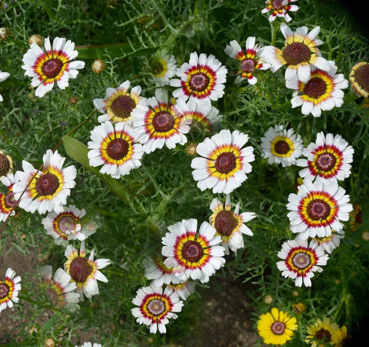 Painted Daisy Seeds - 200+ Yellow Red White - Chrysanthemum Carinatum - Vibrant Garden Flowers - USA