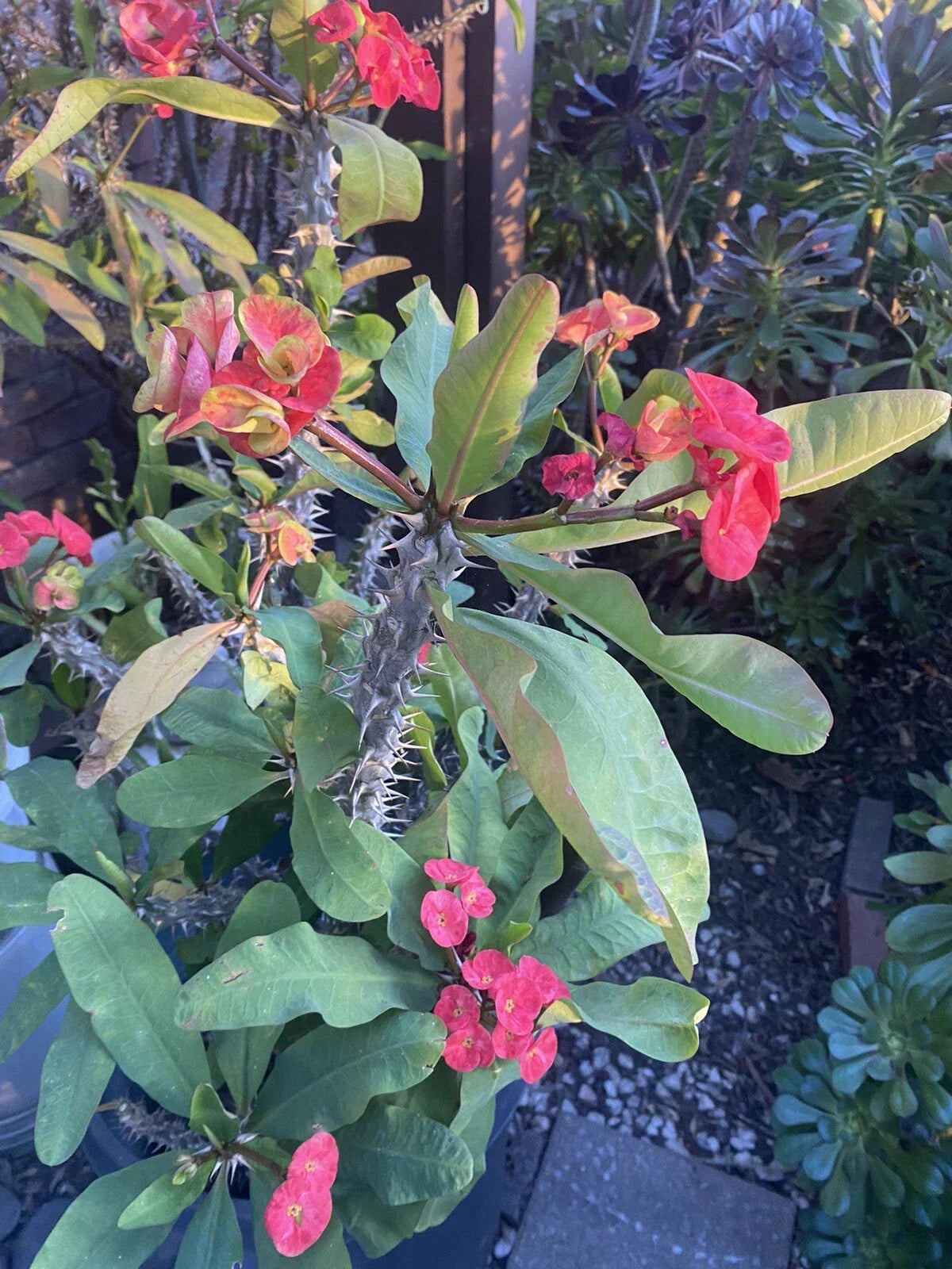 Crown of Thorns Cutting 5 Inch Marble Red & Yellow Succulent Euphorbia milii, Large Bloom, Easy Care Plant Cutting