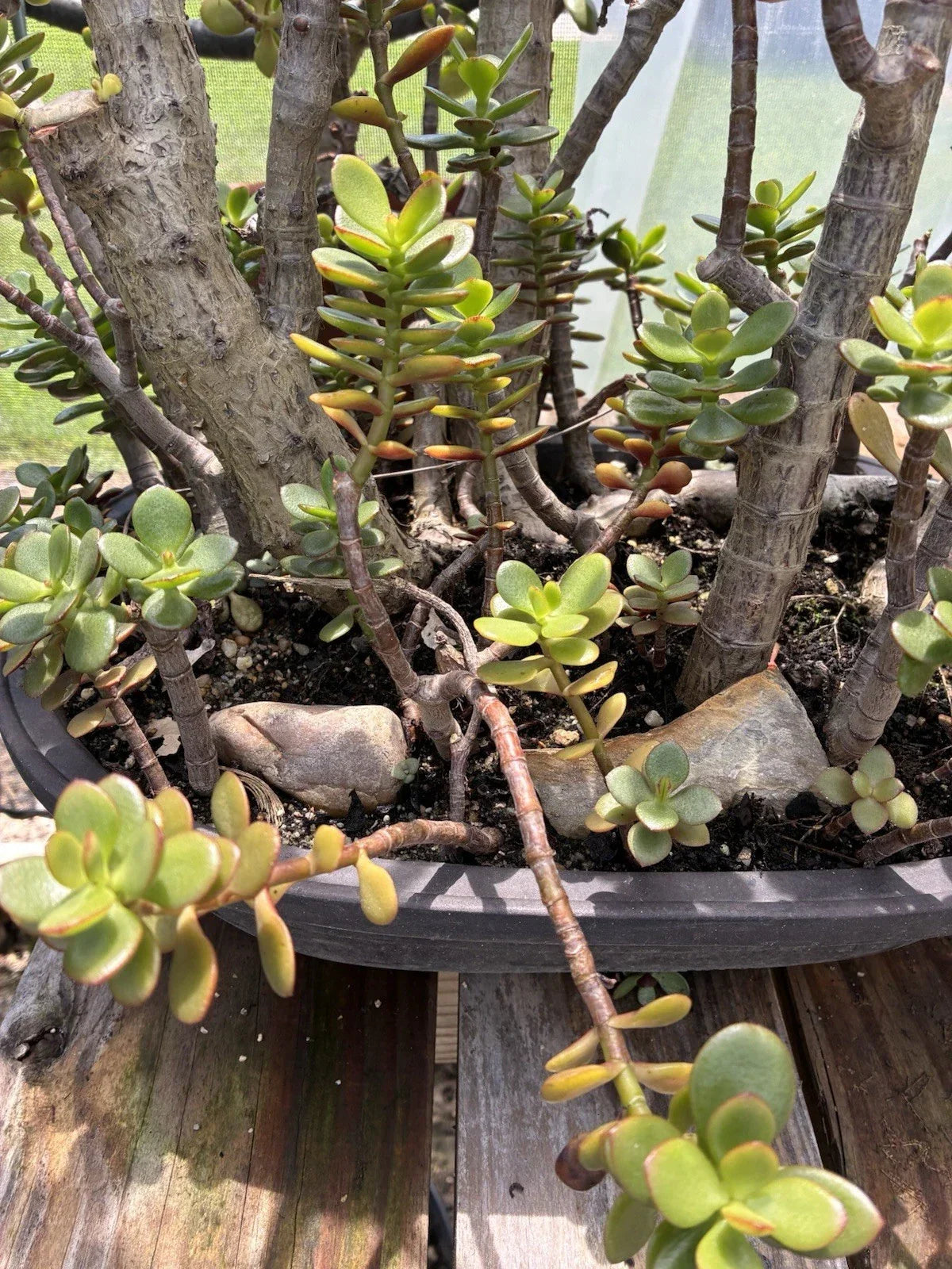 Jade Plant Cuttings 4-6" Small & Big Leaf Crassula Ovata Succulent for Home Decor Gardening Indoor Air Purification