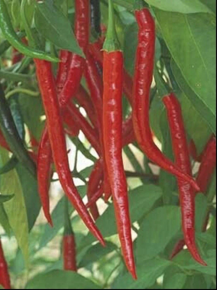 Hot Long Red Cayenne Pepper Seeds - 100+ Non-GMO Capsicum Annuum - Spicy Culinary Variety for Garden and Container Use