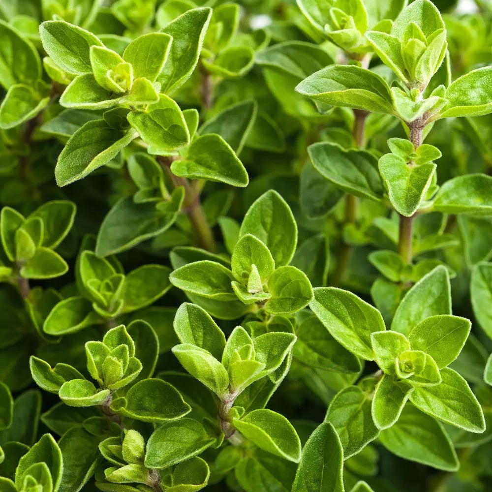 Italian Oregano Herb Seeds - Non-GMO Culinary Variety - Origanum Vulgare - Perfect for Gardening & Cooking - Multiple Sizes Available