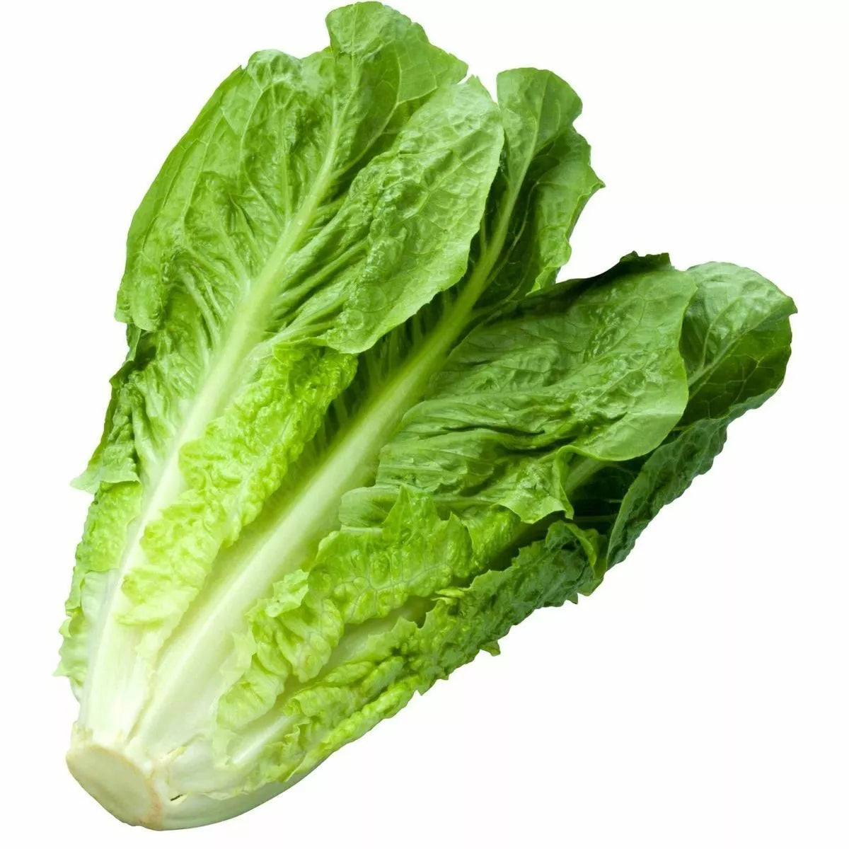 Parris Island Romaine Lettuce Seeds | 1200+ Non-GMO Heirloom Seeds | Lactuca sativa | Ideal for Home Gardening