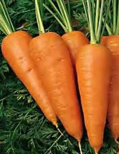 Chantenay Red Cored Carrot Seeds 1000+ Heirloom Organic Daucus carota - Sweet Culinary Vegetable Garden Seeds for Home Growing