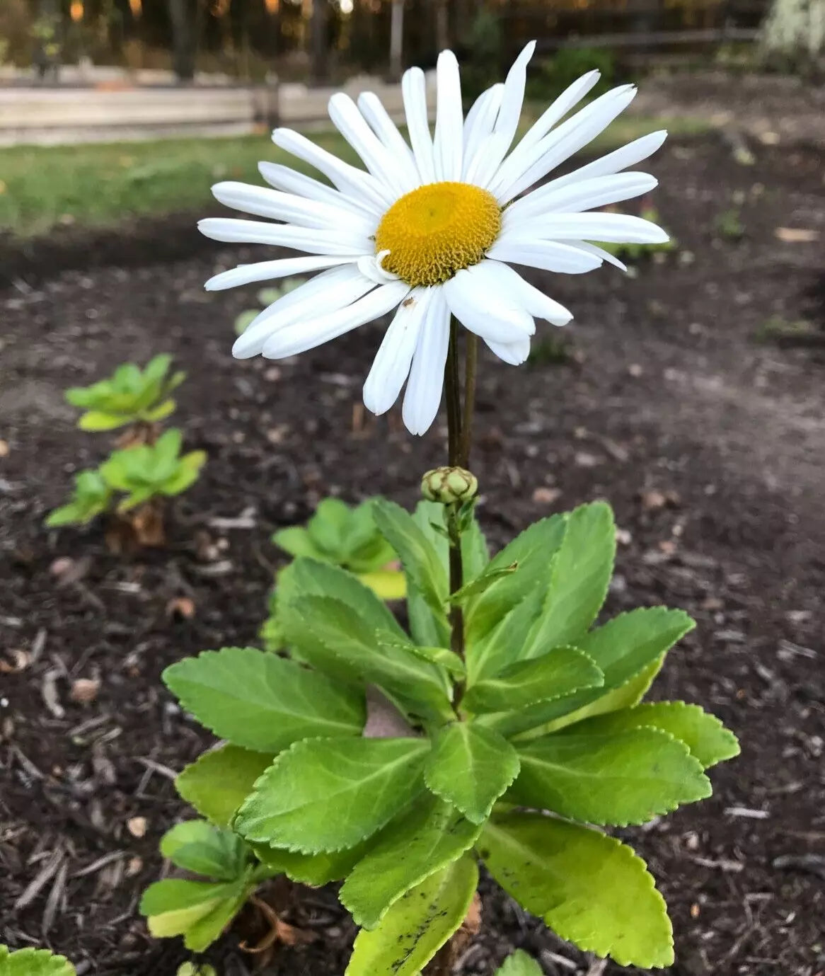 Montauk Nippon Daisy Live Plant Set of 3 Bare Root White Flowers Nipponanthemum nipponicum 3 Years Old