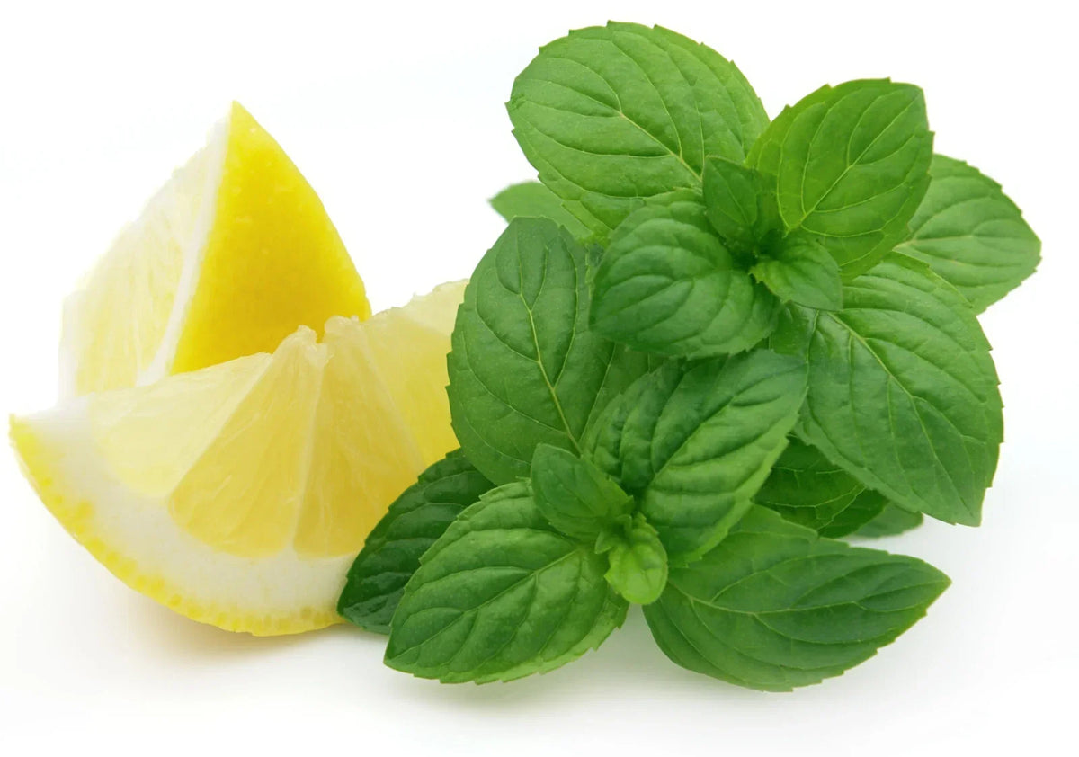 500+ Lemon Mint Seeds - Organic Heirloom Lemon Bee Balm - NON-GMO - Mentha citrata - Aromatic Culinary Herb Seeds