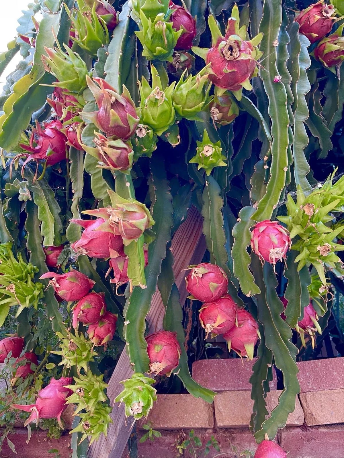 American Beauty Dragon Fruit Cuttings 8"-10" Red Flesh Self Pollinating Hylocereus costaricensis for Home Garden Cultivation
