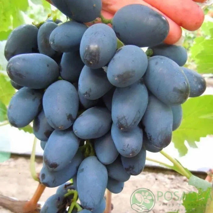 Rada Grape Cuttings - 2 Imported Vitis vinifera - Easy to Root - No Roots - Limited Supply for Home Garden & Vineyard