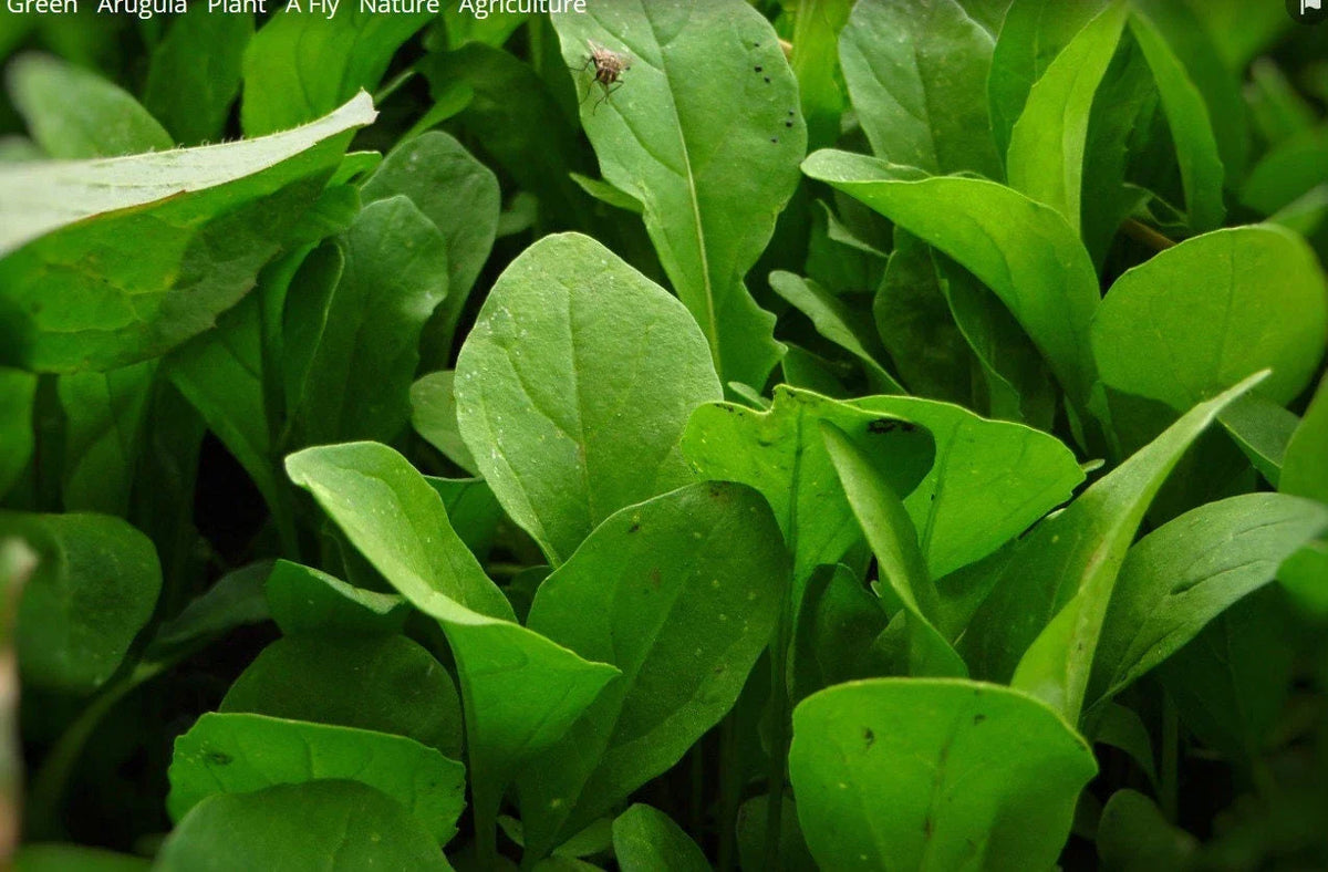 Arugula Seeds - Rocket Salad Variety - Non-GMO - Eruca Sativa - Herb Garden Seeds with Tracking - 100 Seeds