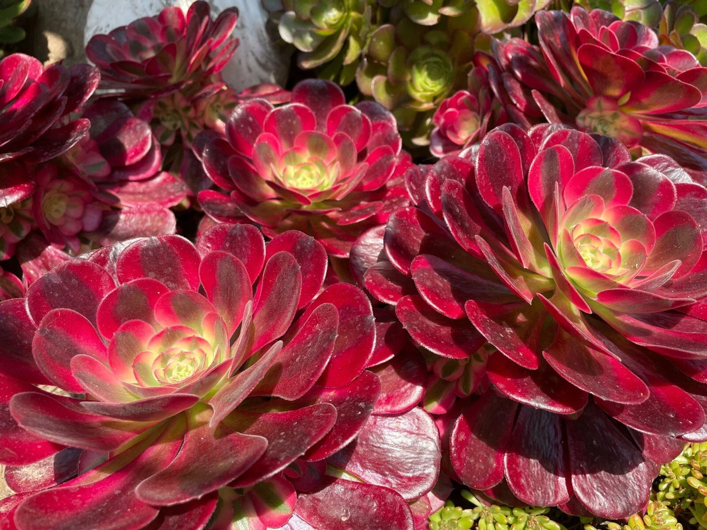 Aeonium Medusa Succulent Cutting or Rooted Plant - Pink to Purple Variegated Foliage - Aeonium hybrid - Easy Care Houseplant