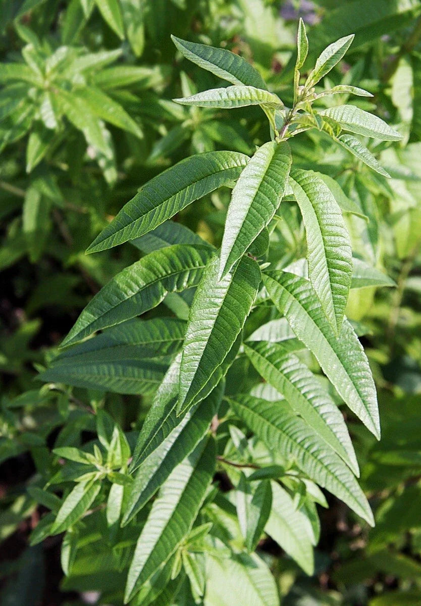 Organic Lemon Verbena Plant – Bareroot Herb Starter, Aromatic Culinary Use, Aloysia citrodora, Fresh Lemon-Scented Perennial