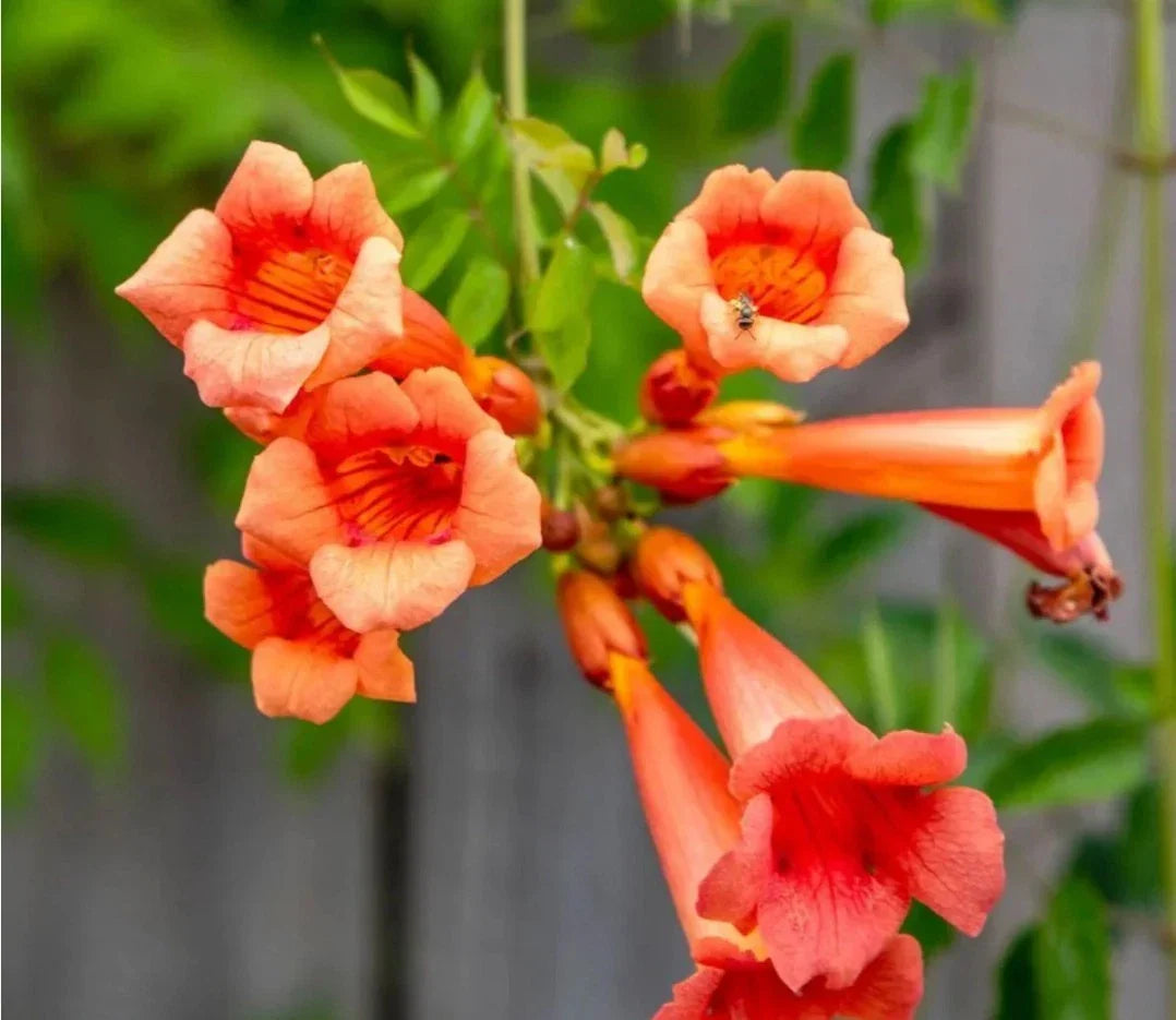 Live Bare Root Trumpet Vines - 5 Pack - Colorful Climbing Plants - Campsis radicans - Attracts Hummingbirds & Butterflies