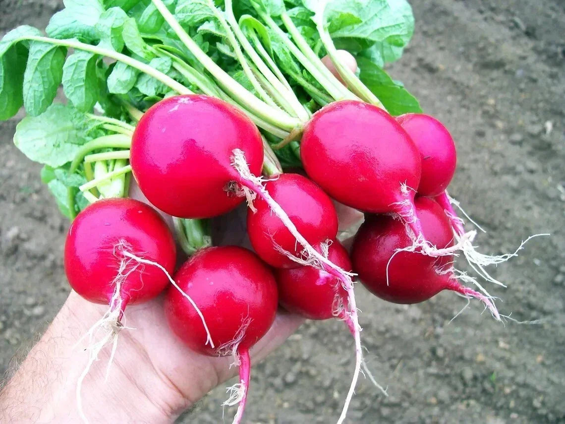Organic Heirloom Cherry Belle Radish Seeds - 50+ Non-GMO Fast Growing Vegetable - Raphanus sativus